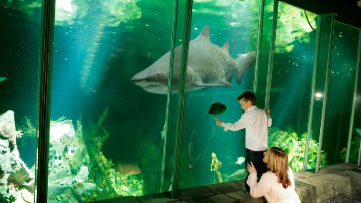 Family viewing shark swimming in large aquarium tank