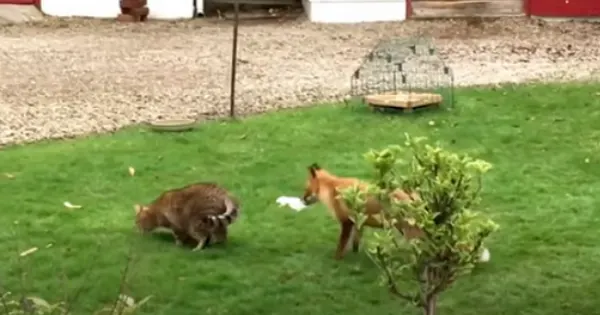 Two foxes on a green lawn near a garden plant and outbuildings