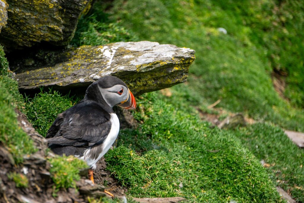 A puffin on Skellig Michael, County Kerry