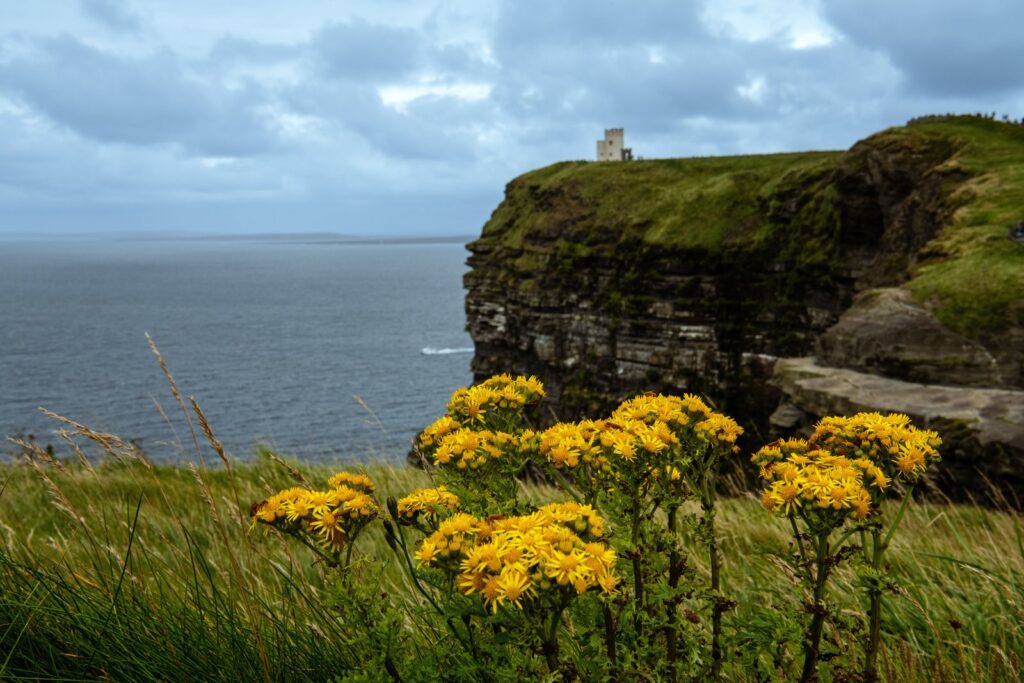 Wild flowers on the clifftop at the Cliffs of Moher