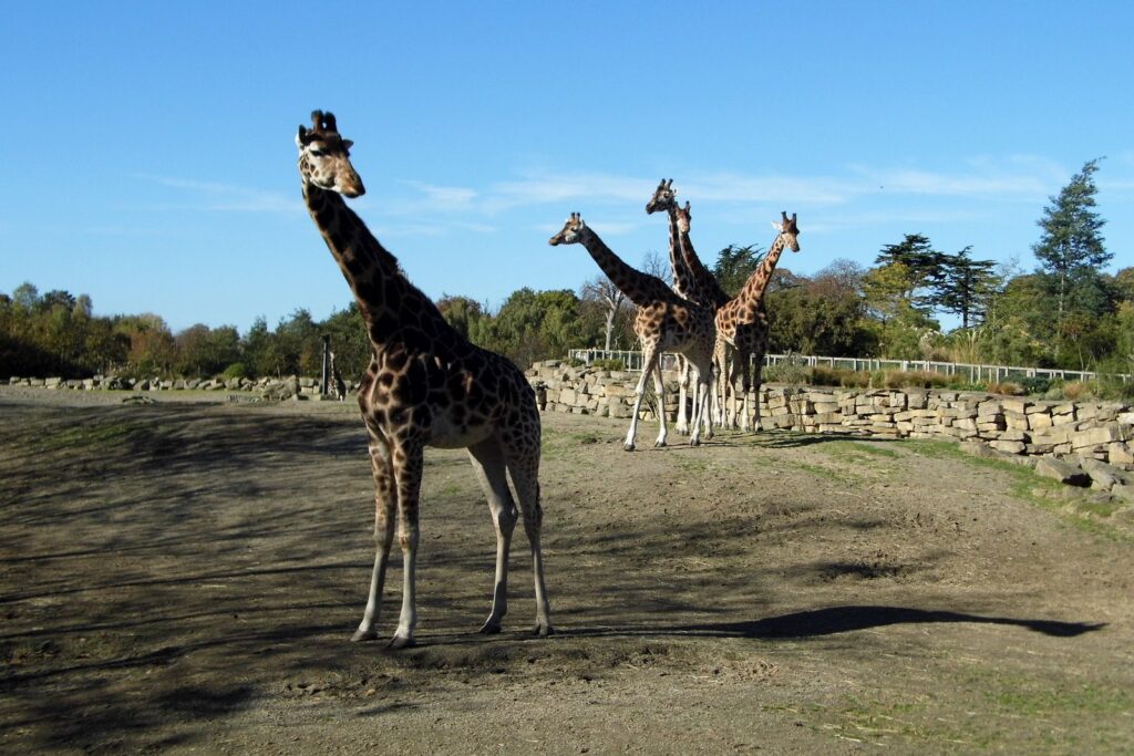 The African Plains at Dublin Zoo