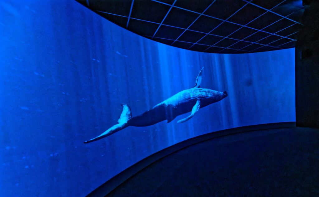 Dingle Oceanworld Aquarium, County Kerry
