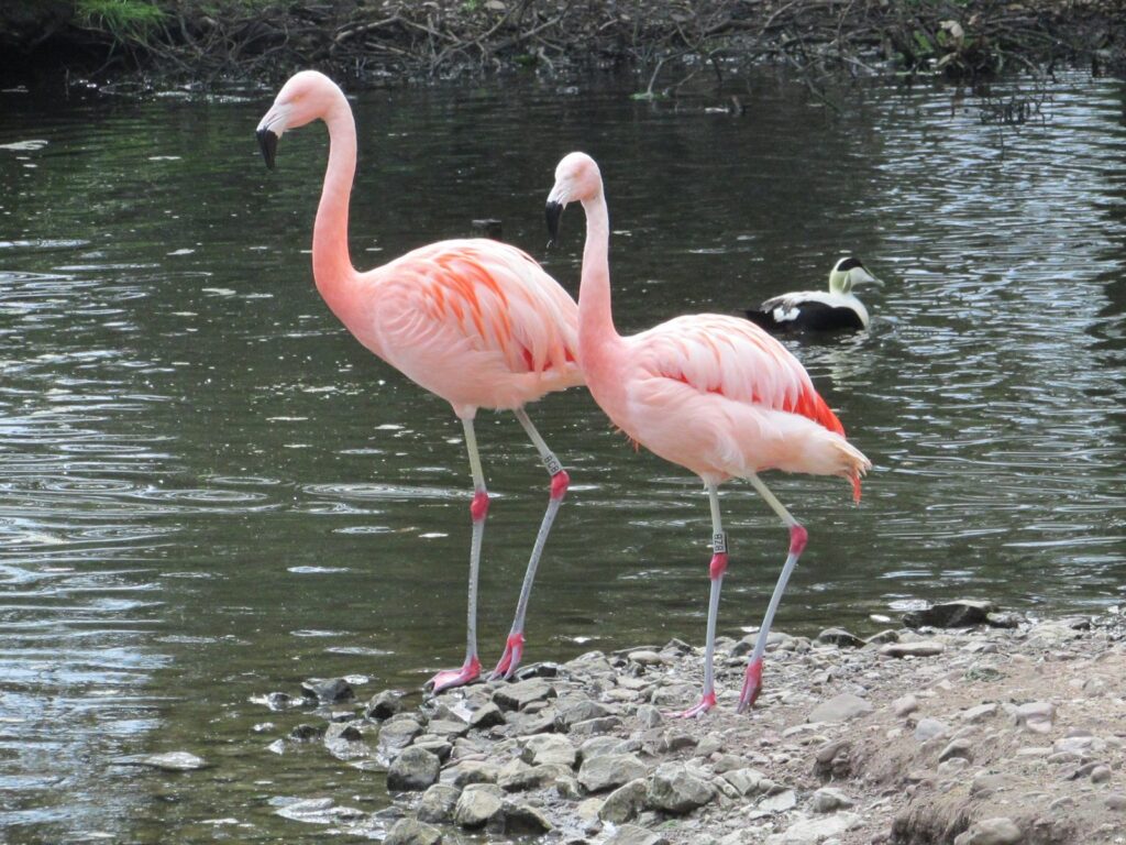 Flamingos at Fota Wildlife Park, County Cork