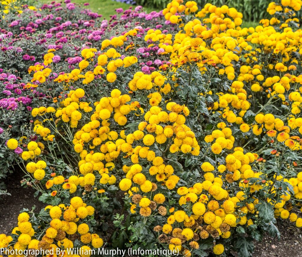 The National Botanic Gardens, Glasnevin
