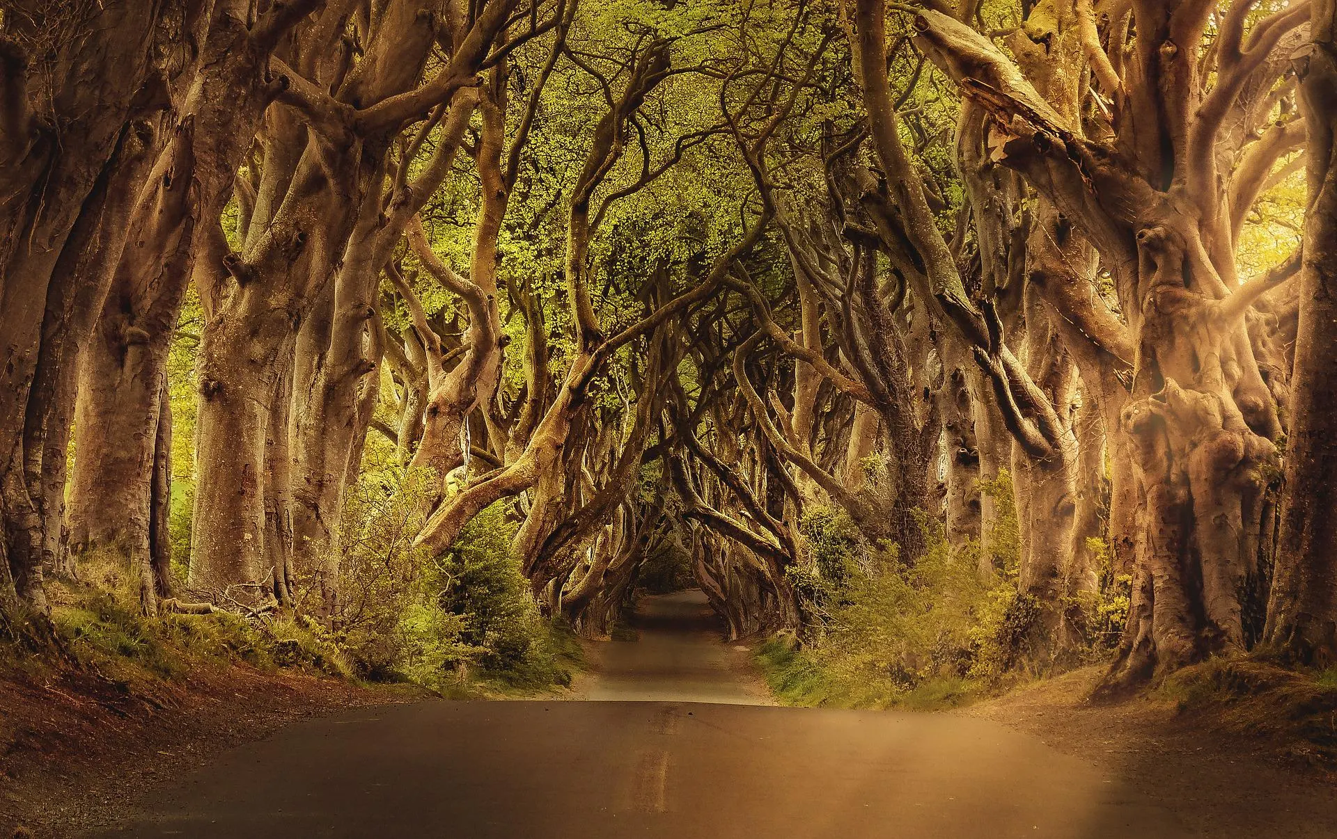 What Did The Dark Hedges Hide For 240 Years?