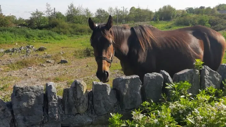 County Limerick's Hidden Gems