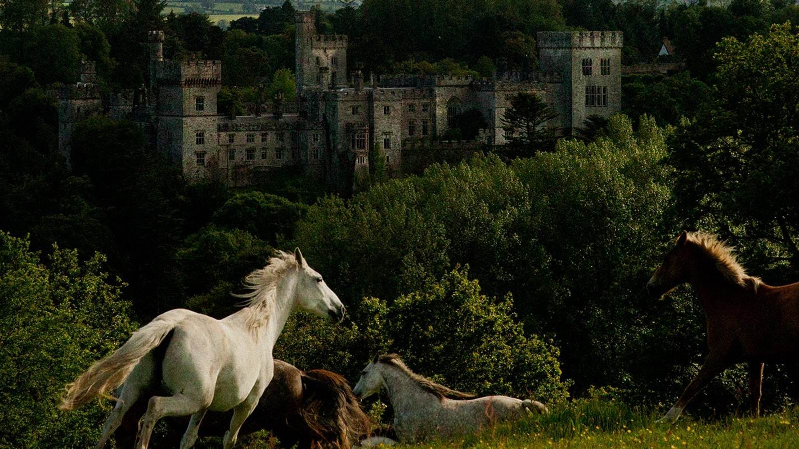Connemara ponies grazing on the wild Atlantic coast of Ireland