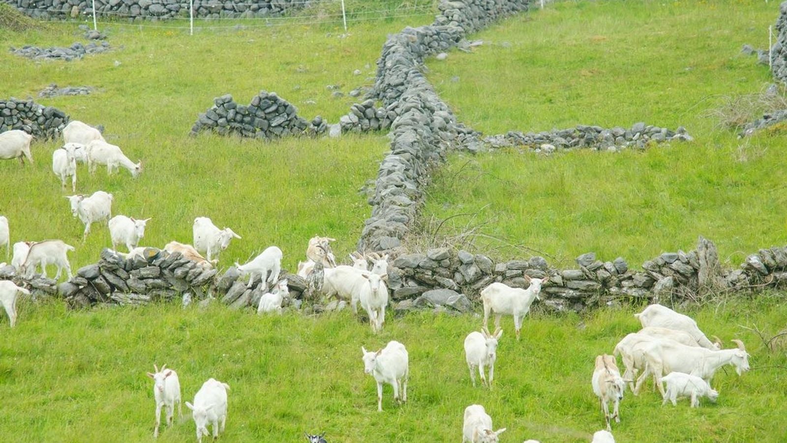 Dry stone walls criss-crossing the Aran Islands landscape with white goats grazing