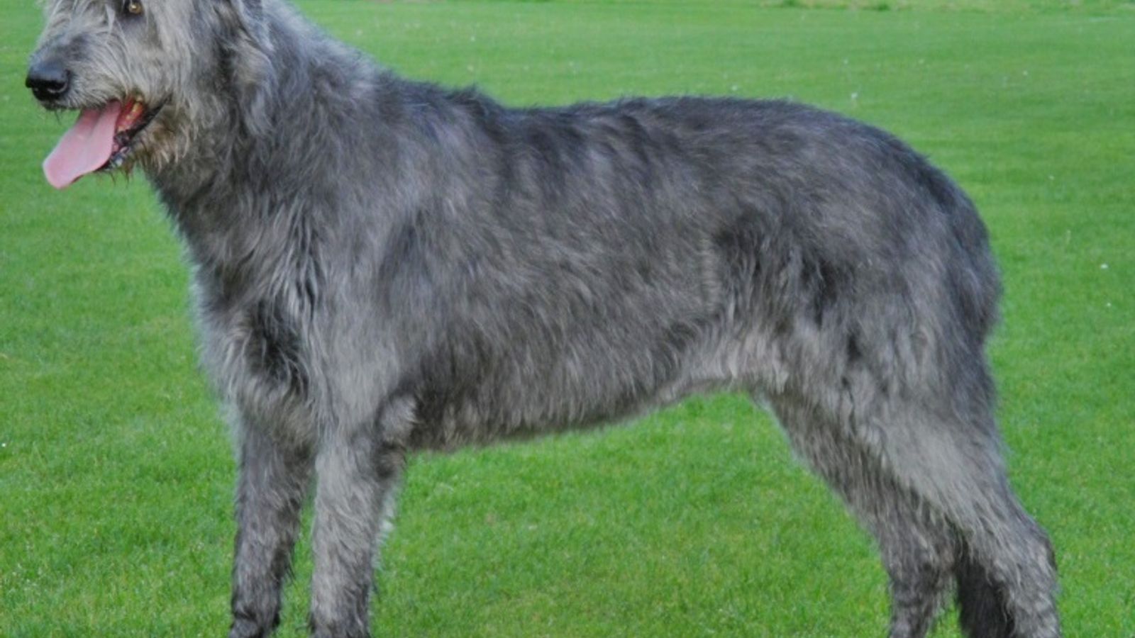 An Irish Wolfhound, the ancient royal hound of Ireland, standing proudly