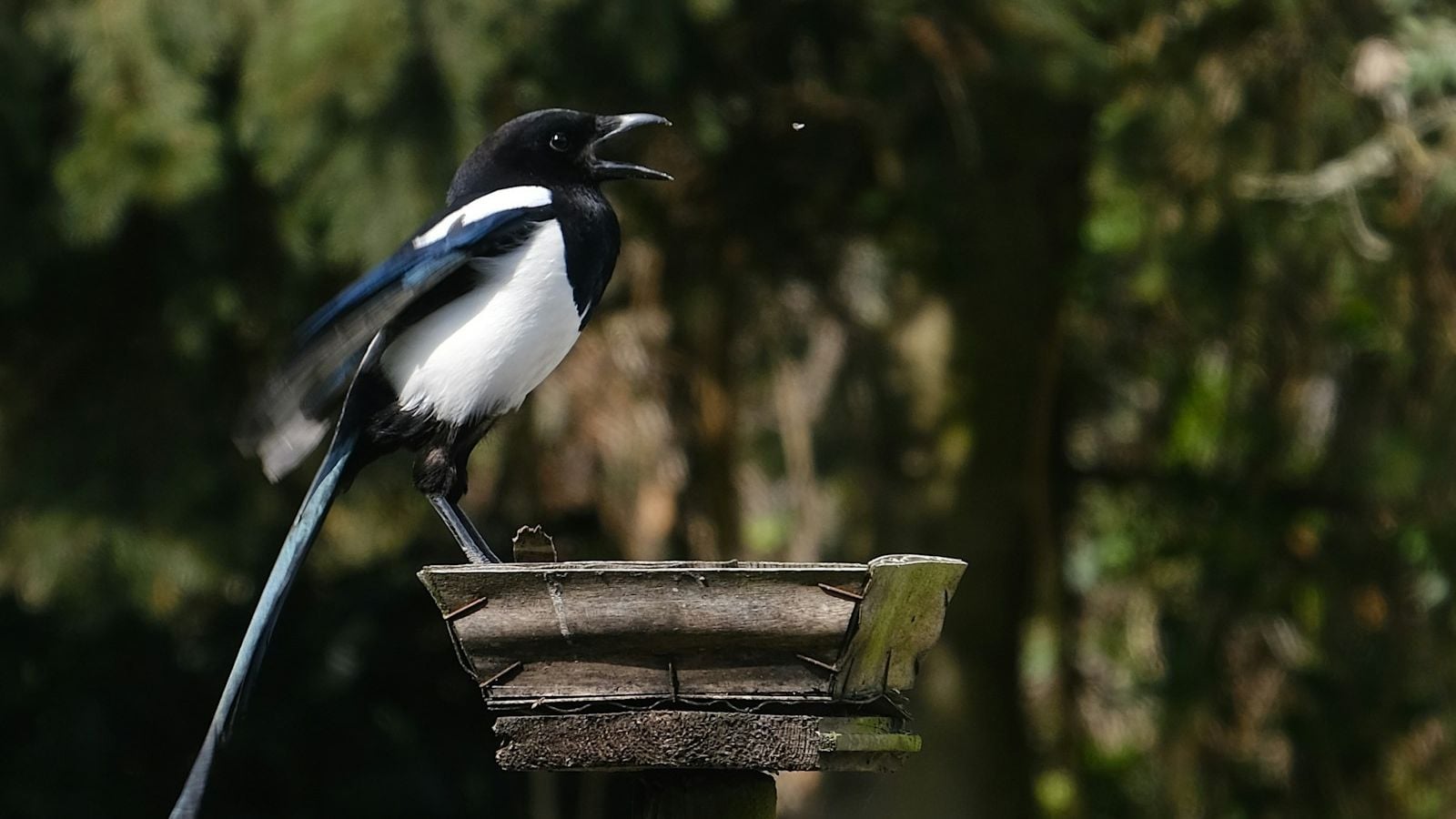 A magpie bird &mdash; the subject of Ireland's famous one for sorrow counting rhyme