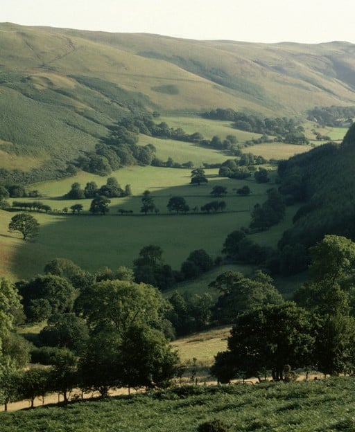 The Ailm Symbol: Strength and Resilience in Celtic Mythology