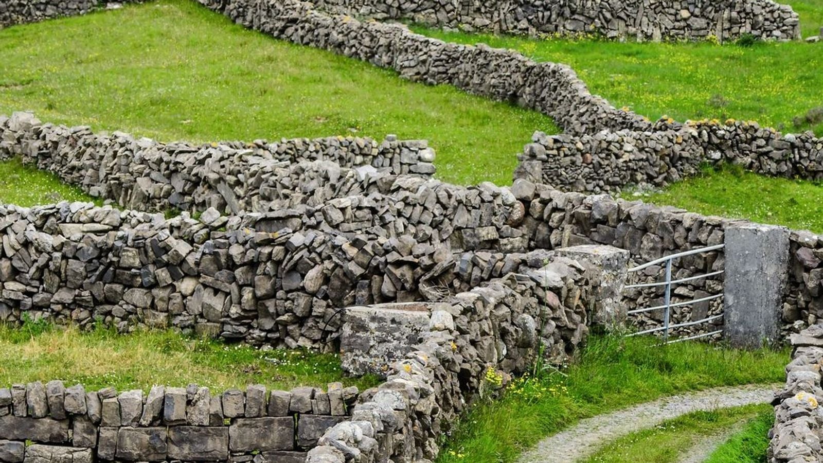 Maze of hand-built dry stone walls dividing green fields on Inishmore, Aran Islands, County Galway, Ireland