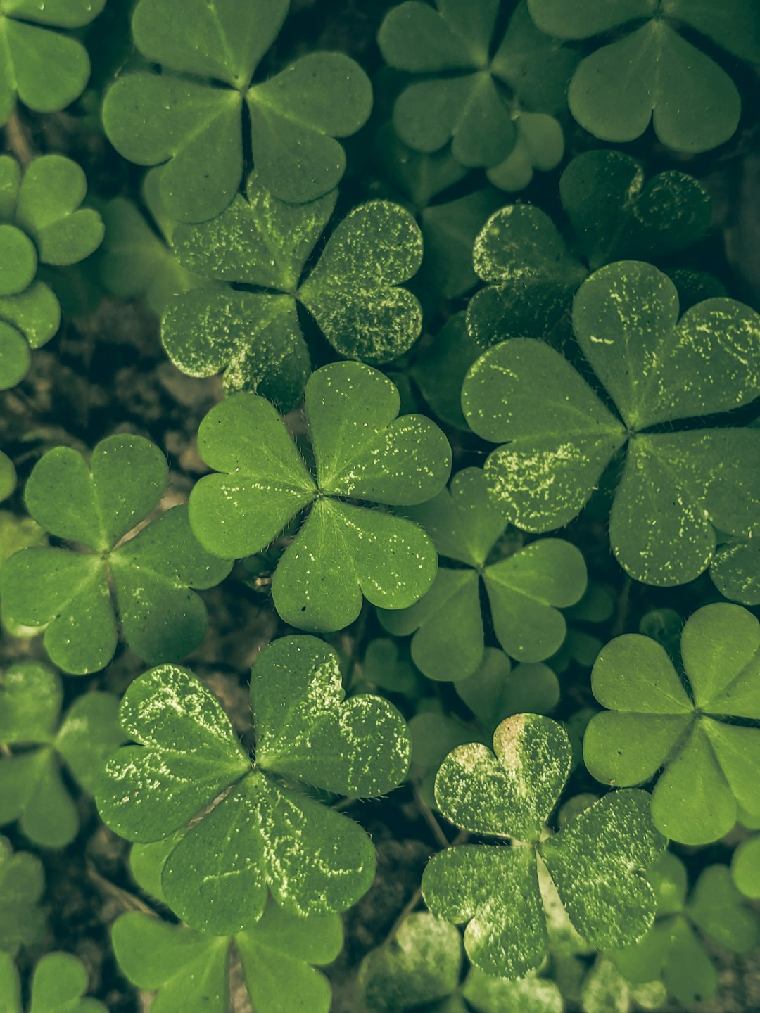 Be a Rebel and Count Your Blessings: Irish Wisdom for Modern Life