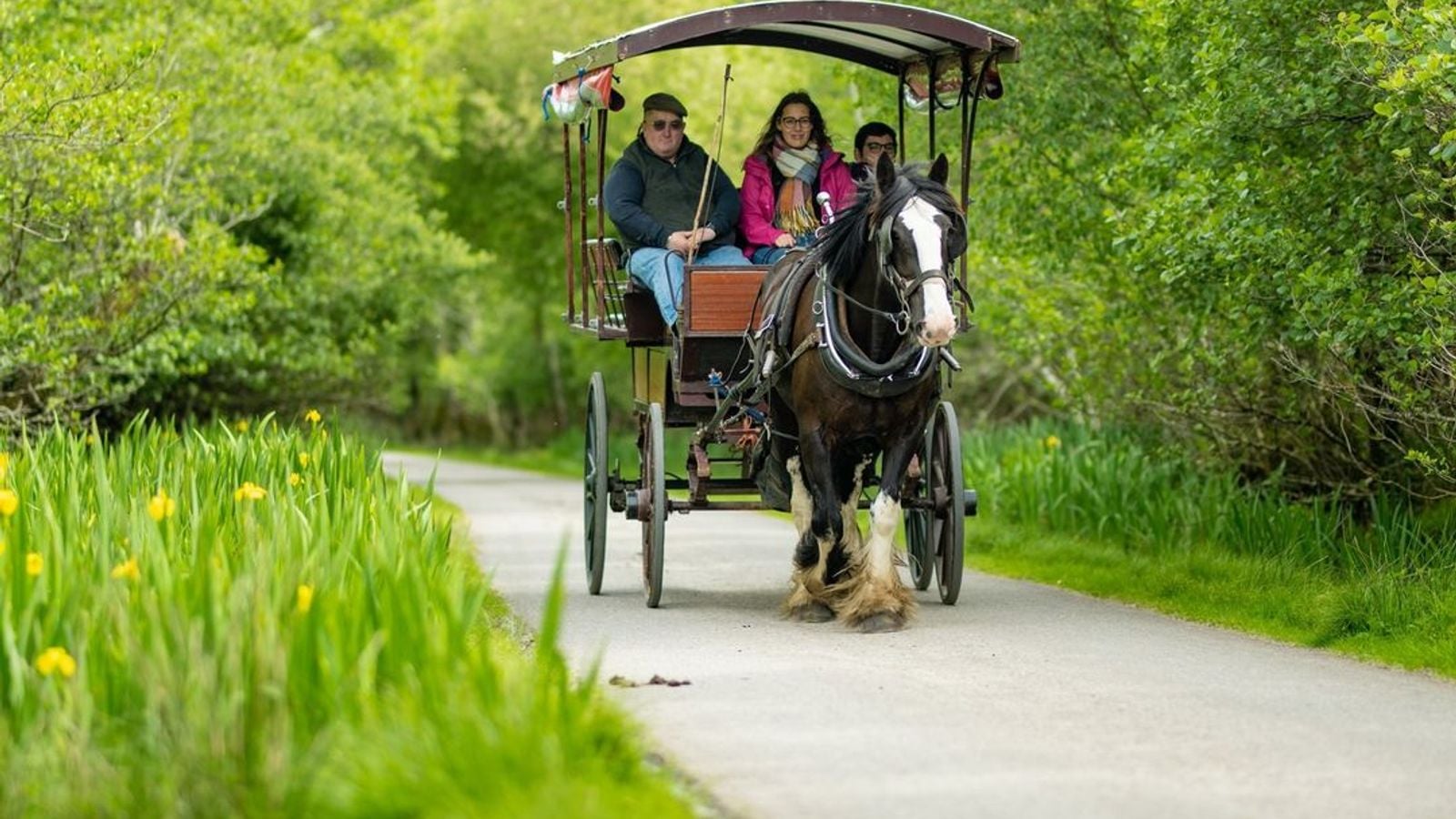 A traditional Killarney jaunting car drawn by a Clydesdale horse carrying visitors along a lush green lane in Killarney National Park