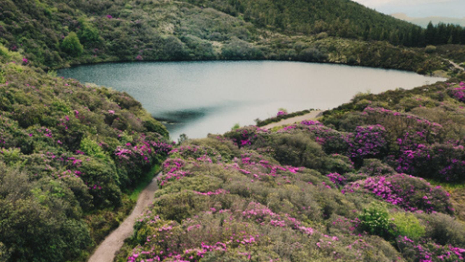 Purple rhododendron blooming along Bay Lough in the Knockmealdown Mountains, Ireland