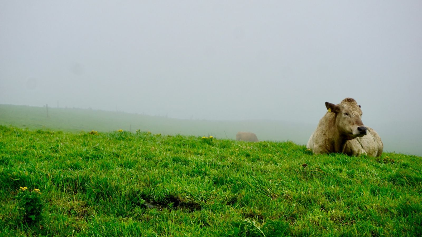 A cow resting in a green misty Irish field, representing the ancient Irish belief in the droch sh&uacute;il or evil eye
