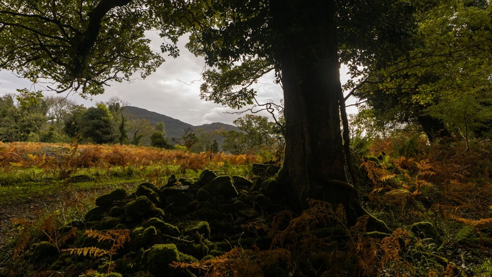 Ancient oak tree with moss-covered roots and ferns in an Irish forest, mountains in the background