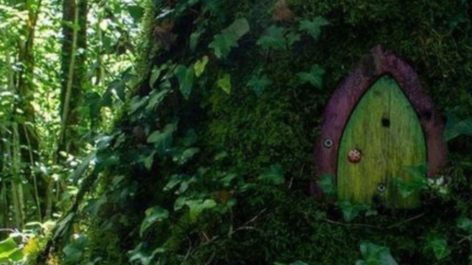 A small green fairy door set into the bark of a large moss-covered tree in an Irish forest