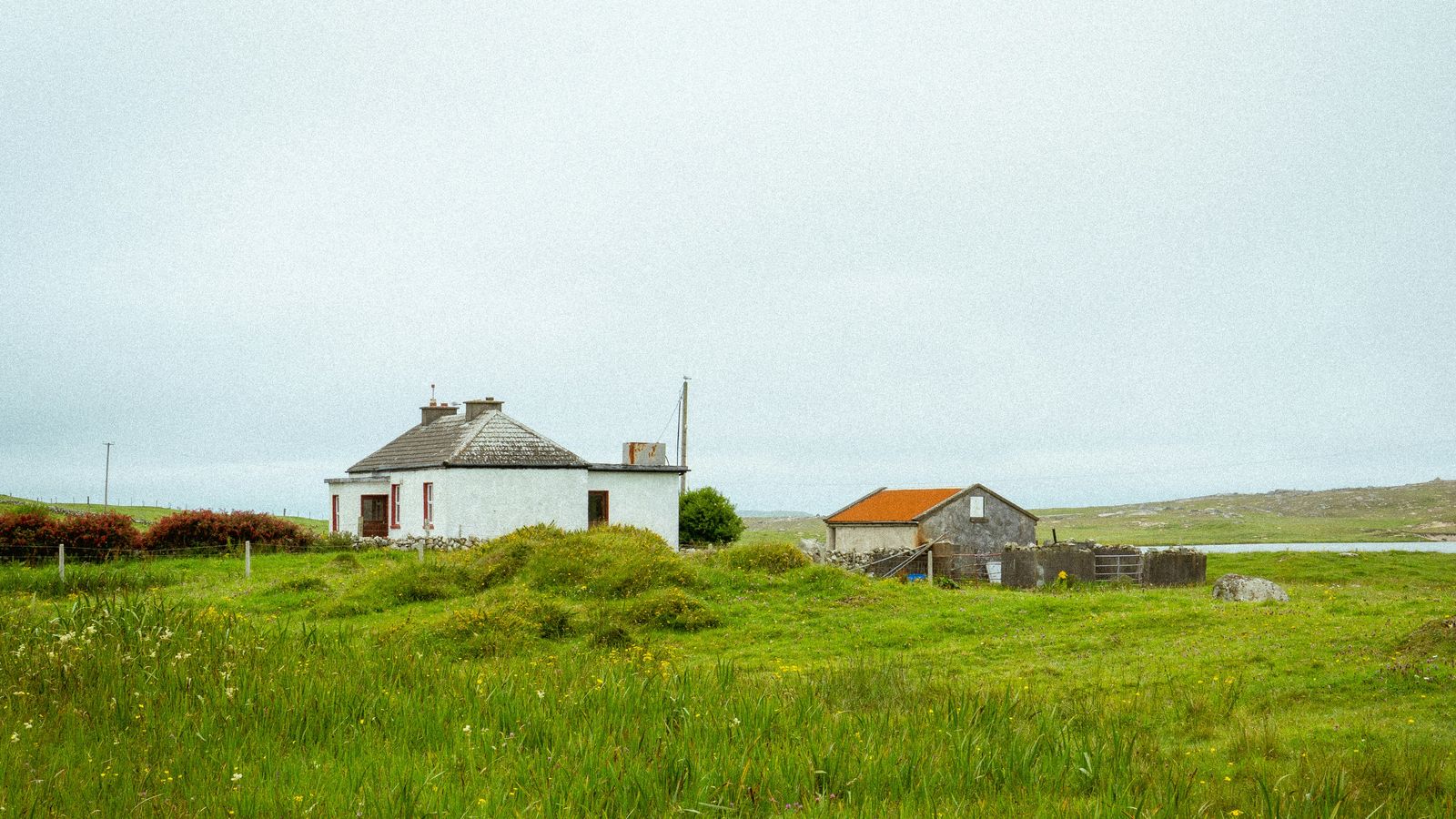 White traditional Irish cottage surrounded by wildflower meadows on Omey Island, Galway, Ireland