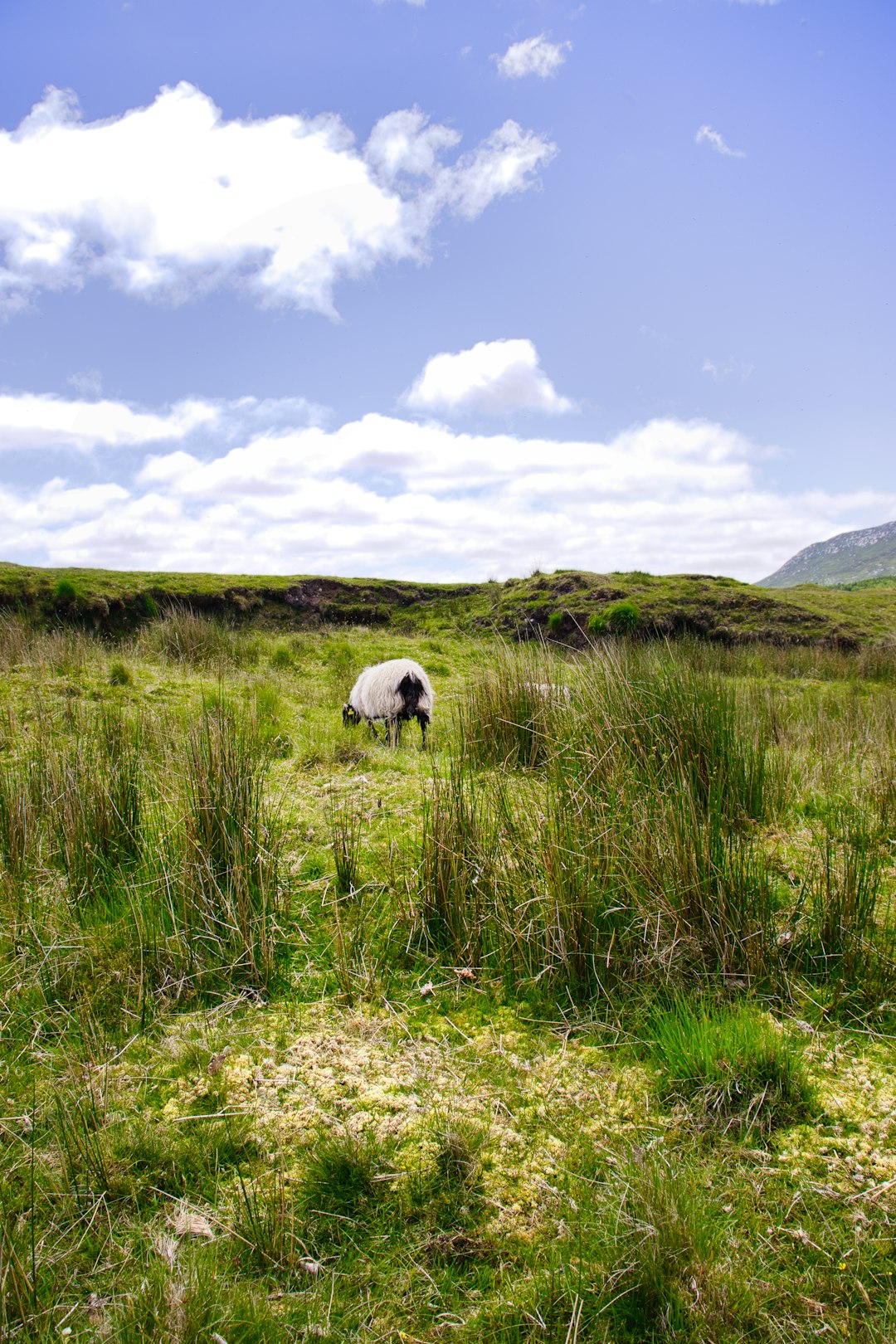 One Day You&rsquo;ll Stand in Ireland Again and Your Heart Will Remember Its Home