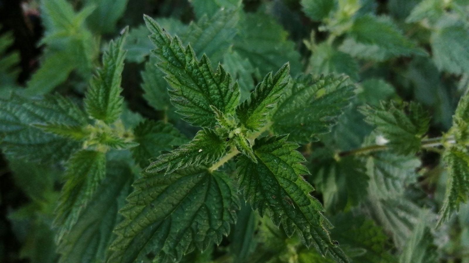 A bush of stinging nettles growing in an Irish hedgerow in spring
