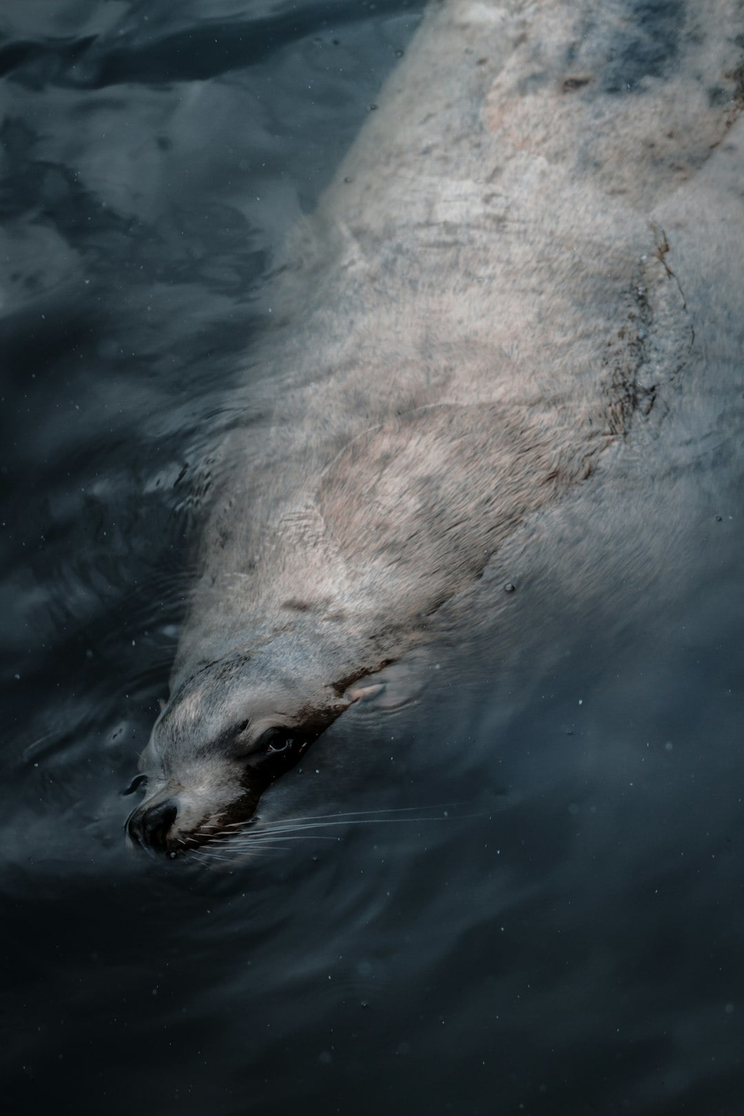 The Beautiful Irish Legend That Explains Why Seals Have Such Human Eyes
