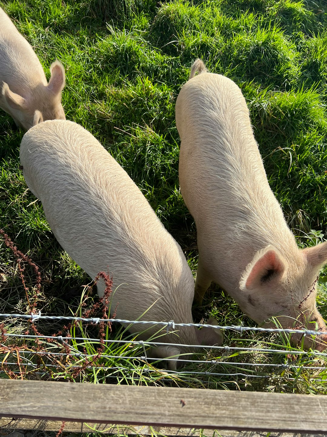 The Irish Pig That Fed the Family, Paid the Rent, and Sometimes Slept by the Fire