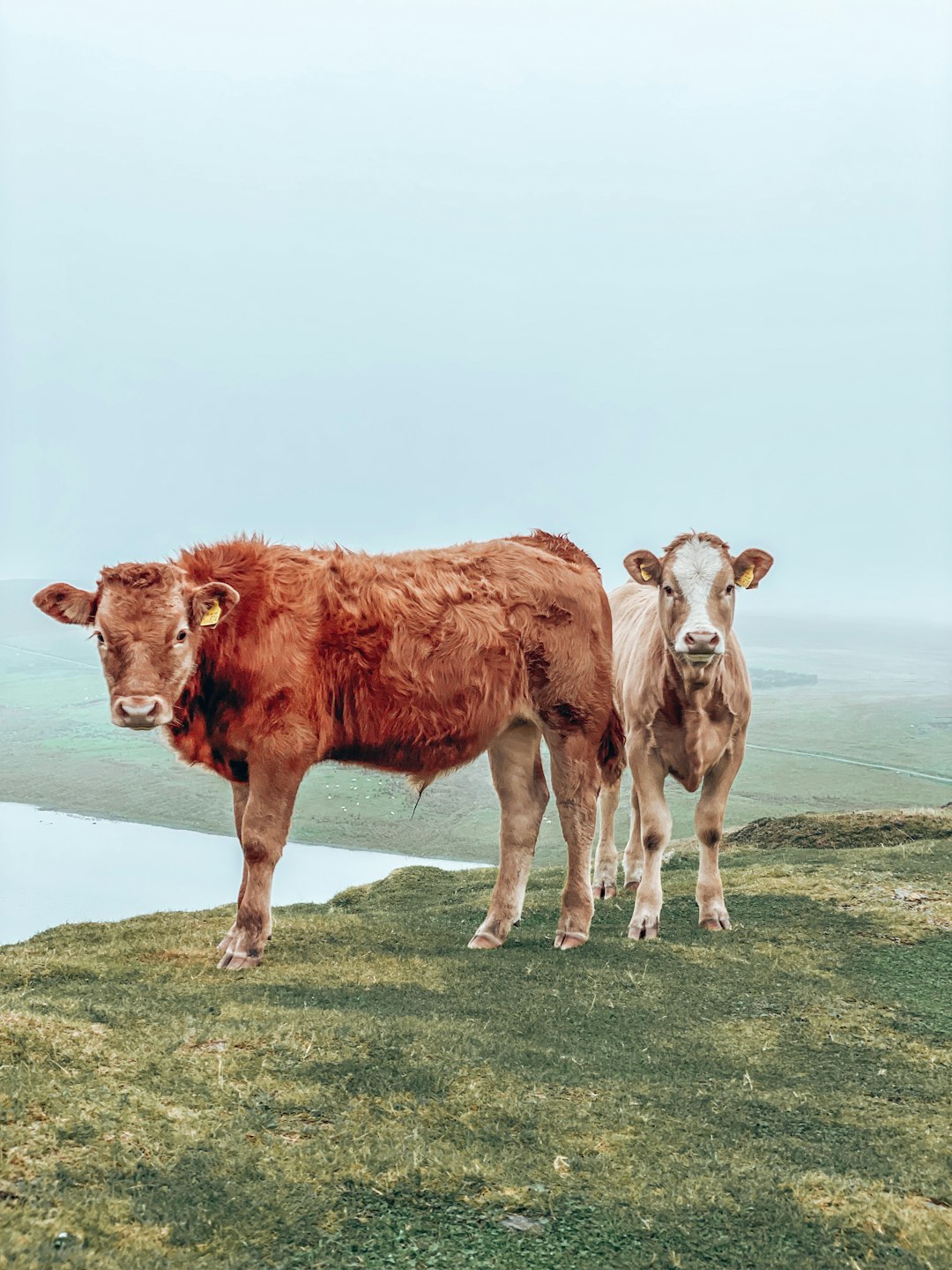 The Irish Word for When Jealousy Could Kill Your Cattle &mdash; and People Believed It