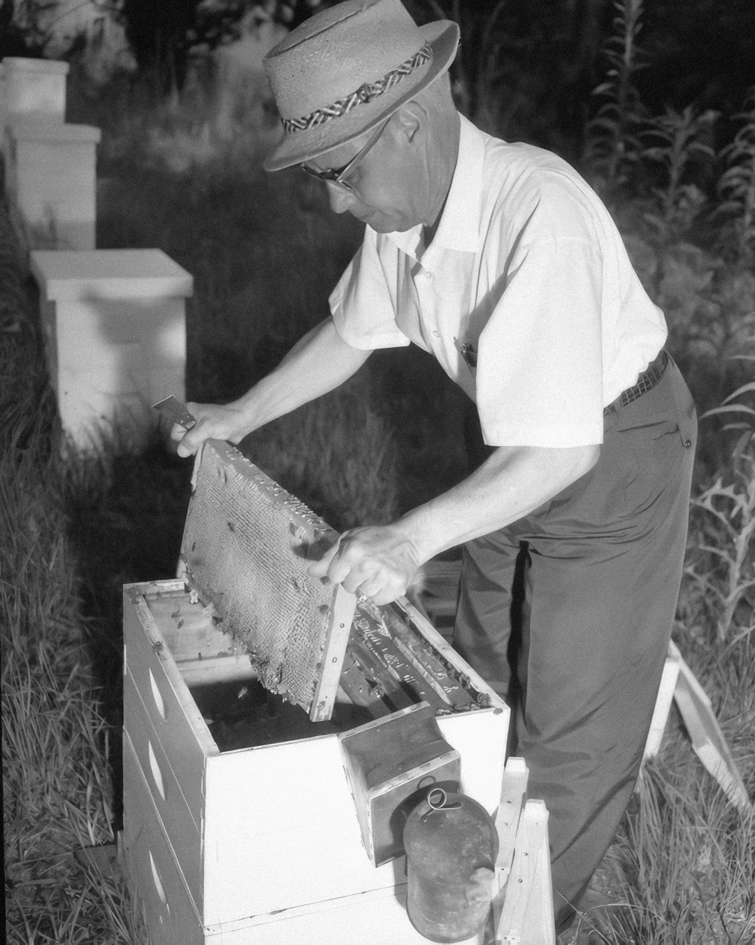 The Sacred Irish Rule That Said Your Bees Must Hear the News Before Anyone Else