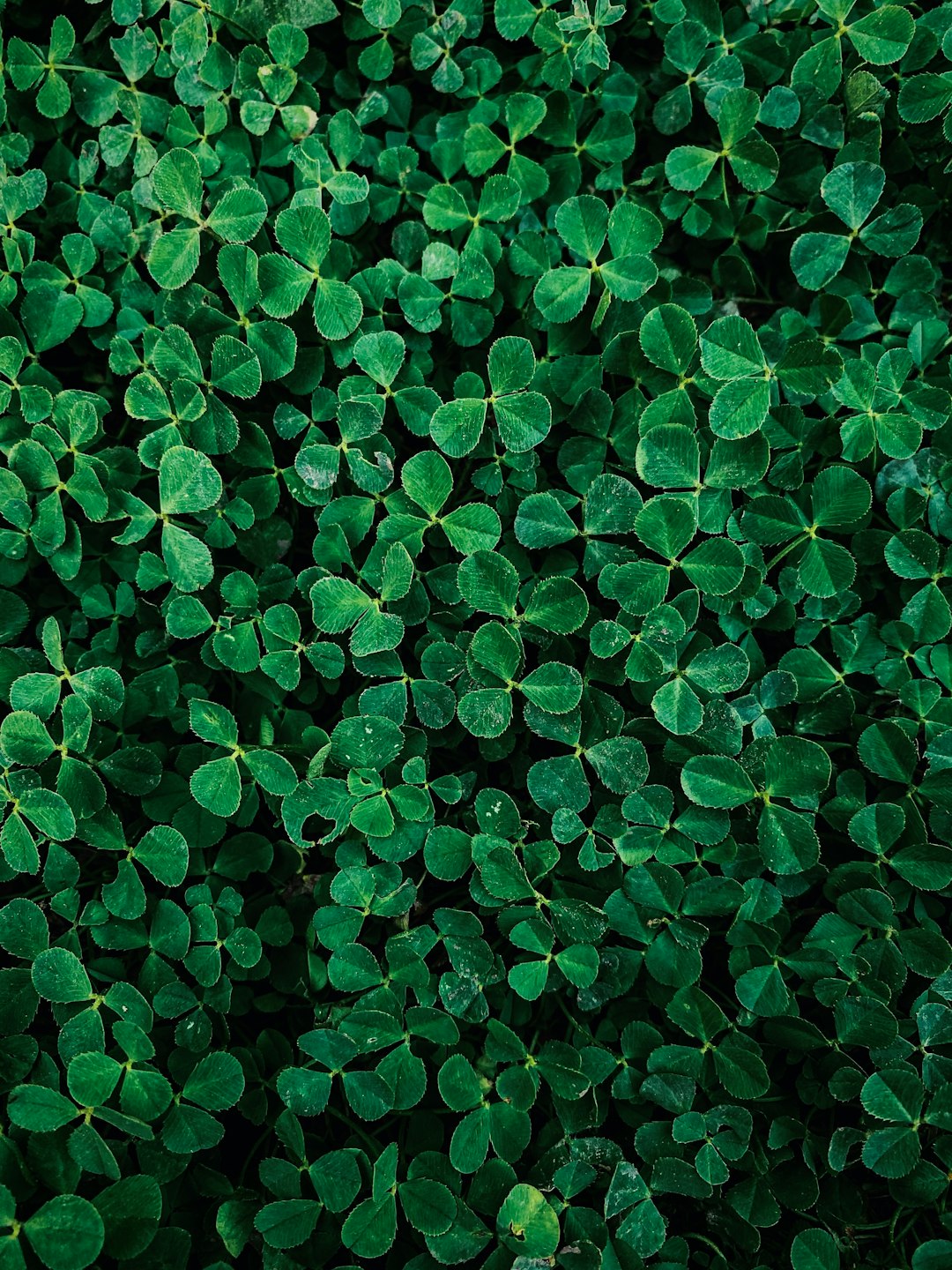 The Shamrock: Ireland&rsquo;s Most Powerful Symbol and Its Meaning