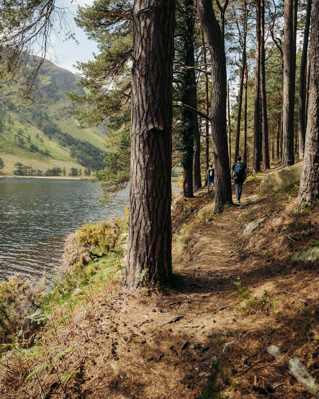 Wandering Glendalough&rsquo;s Derrybawn Woodland Trail