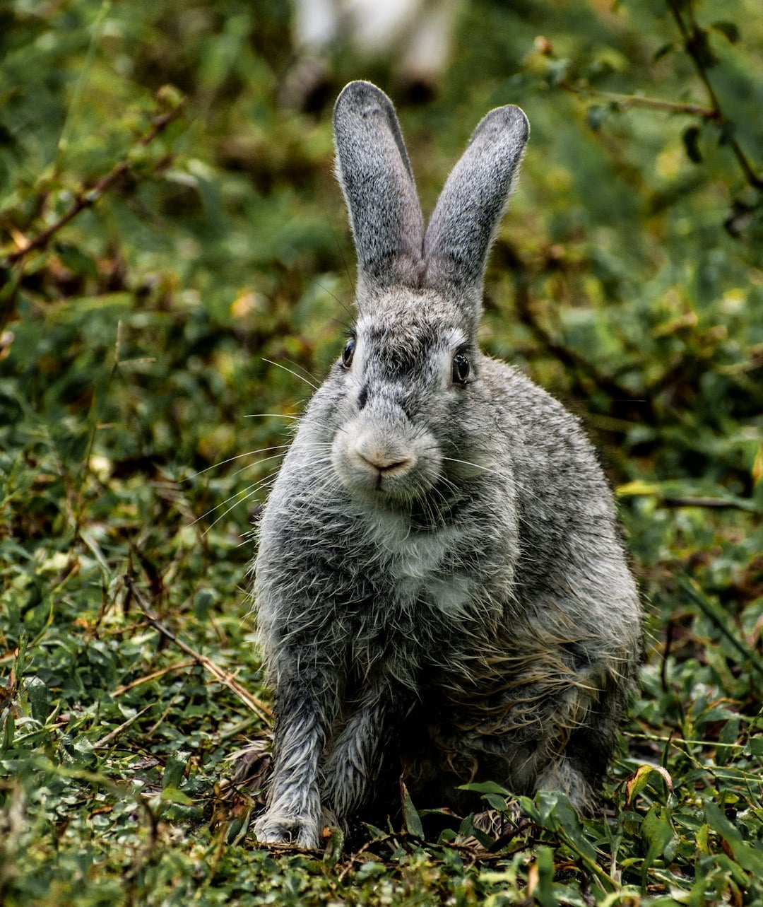 Why Irish Farmers Feared the Hare More Than Any Other Creature
