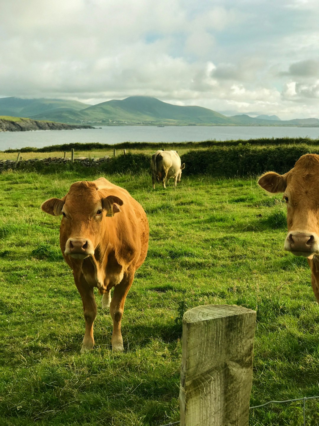 Why No Irish Farmer Would Count His Cattle Out Loud &mdash; and What He Said Instead