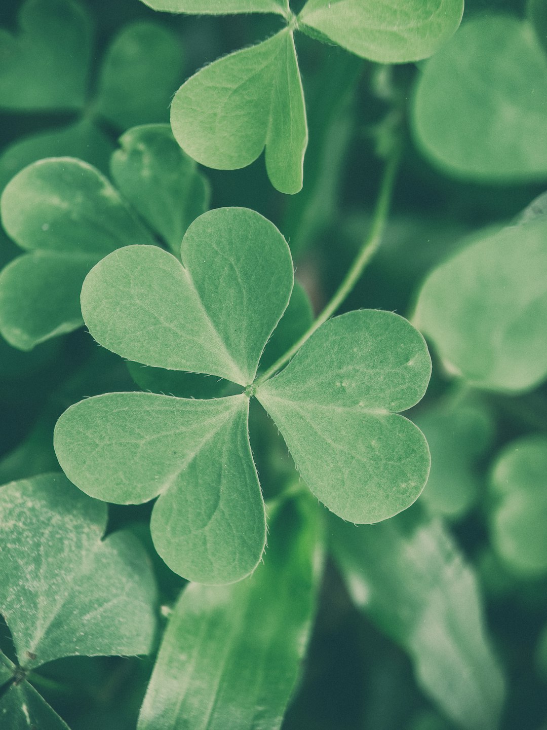 Why &lsquo;The Luck of the Irish&rsquo; Is a Phrase the Irish Never Used Themselves