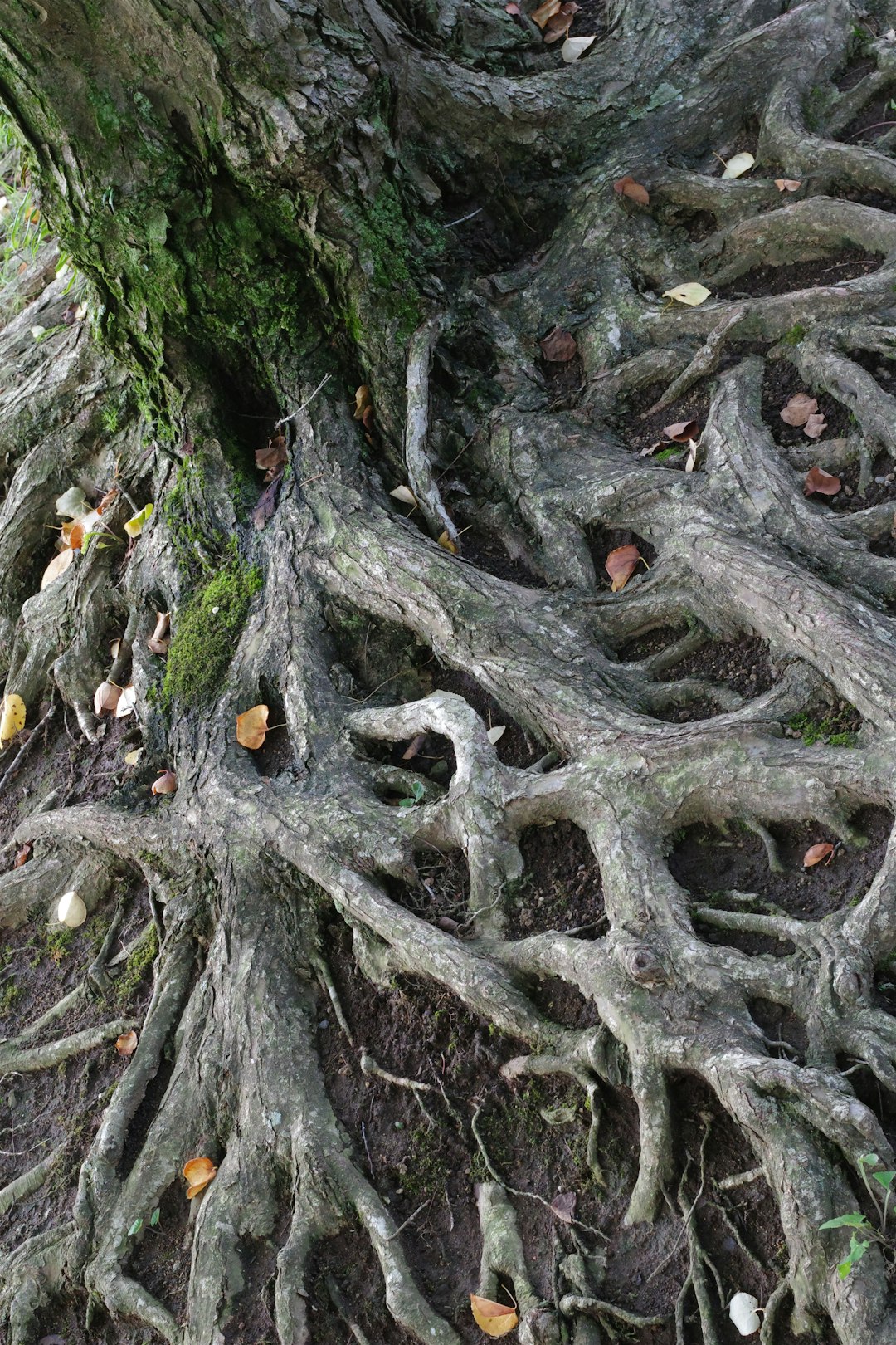 Why the Most Powerful Celtic Symbol Hides Its Meaning Underground
