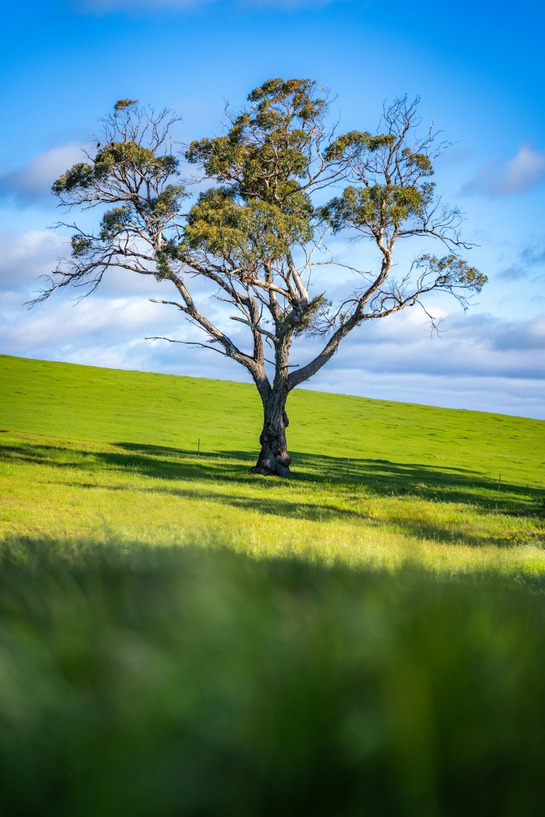 Why There Is Always One Tree Left Standing Alone in an Irish Field