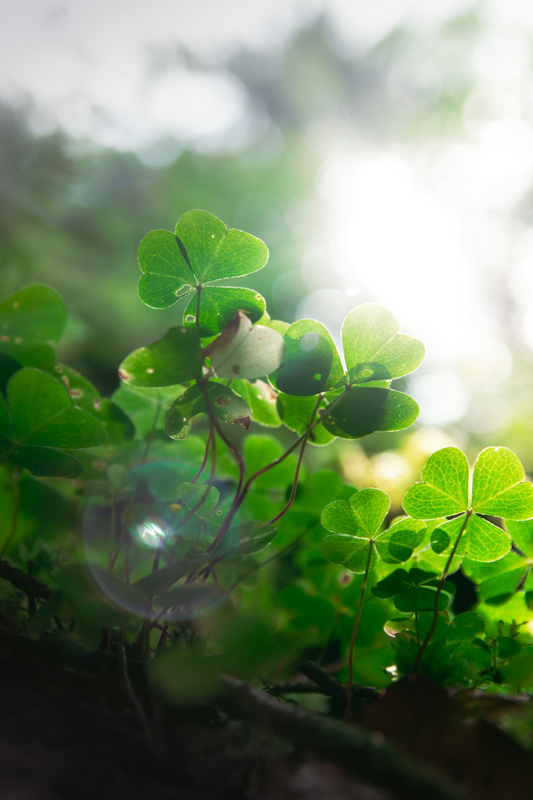 Why We Wear Green on St. Patrick&rsquo;s Day: A Colorful History