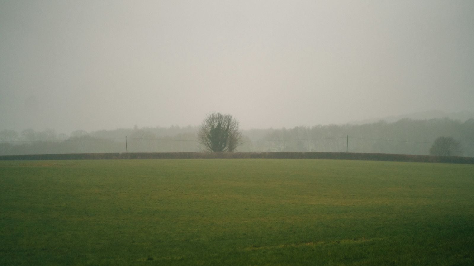 A lone tree stands in a mist-covered Irish field at dawn, evoking the ancient fairy path traditions of Ireland