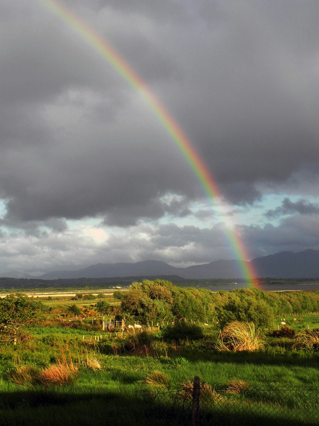 Irish Surnames from Down &ndash; Origins, Meanings & Heritage Roots
