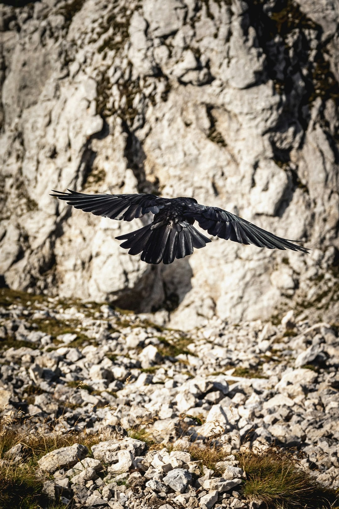 The Ancient Irish Goddess Who Still Appears as a Crow &mdash; and What It Means When You See One