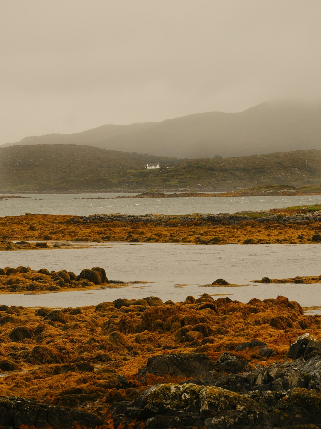 The Ancient Irish Shore Food That Never Left &mdash; Even When Everything Else Did