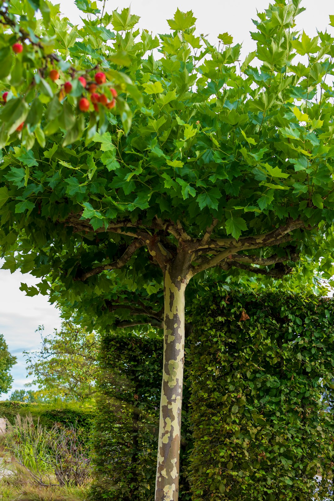 The Ancient Irish Tree That Even Modern Road Builders Are Too Afraid to Remove