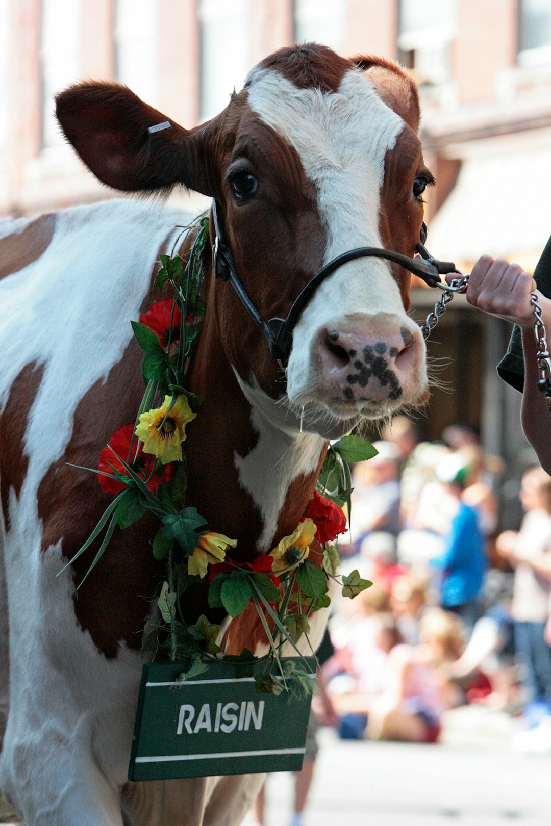 The Day That Turned Every Irish Market Town Into a Stage Once a Month