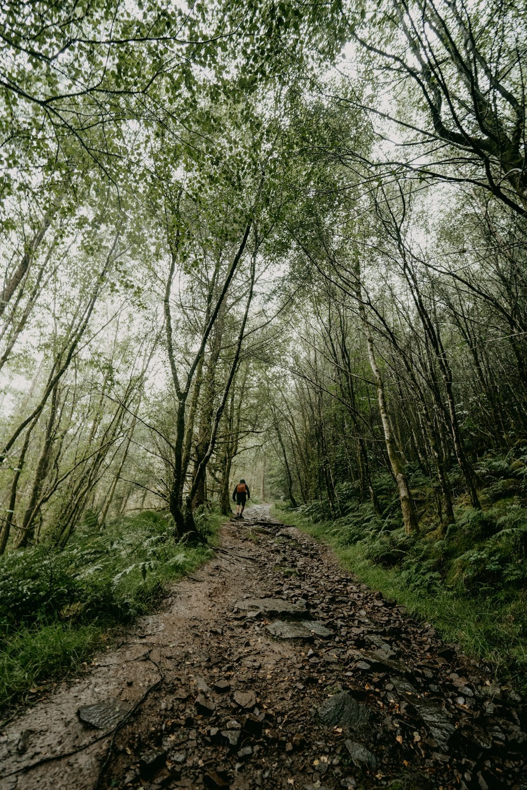 The Glen, Sligo: A Mystical Walk Through Nature