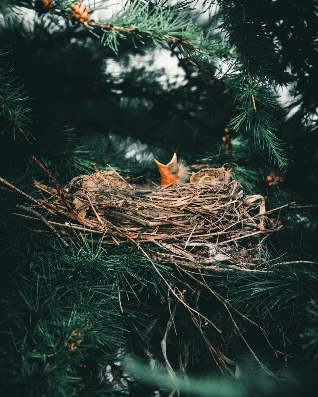 The Irish Saint Who Stood So Still a Bird Built Her Nest in His Hand