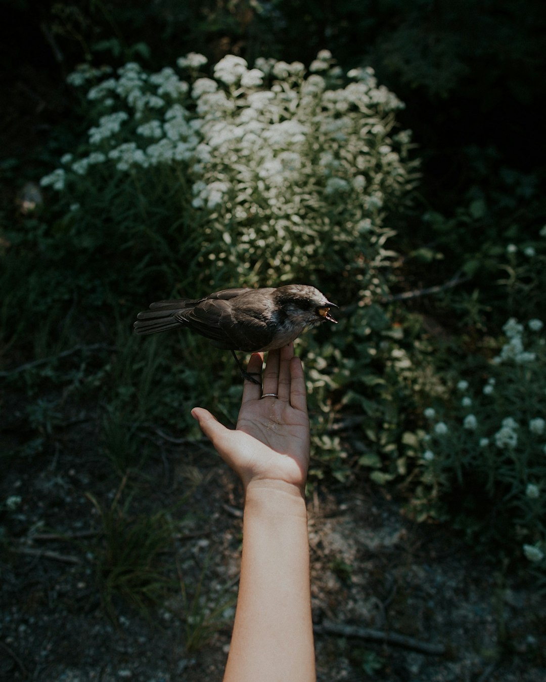 The Irish Saint Who Stood So Still a Bird Built Her Nest in His Hand