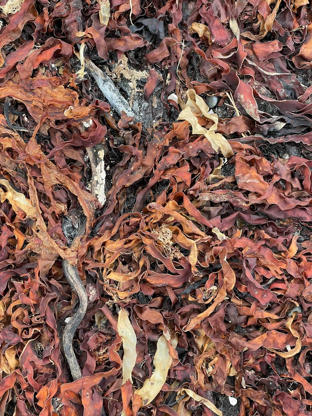 The Purple Seaweed That Irish Coastal Families Have Eaten for Over a Thousand Years