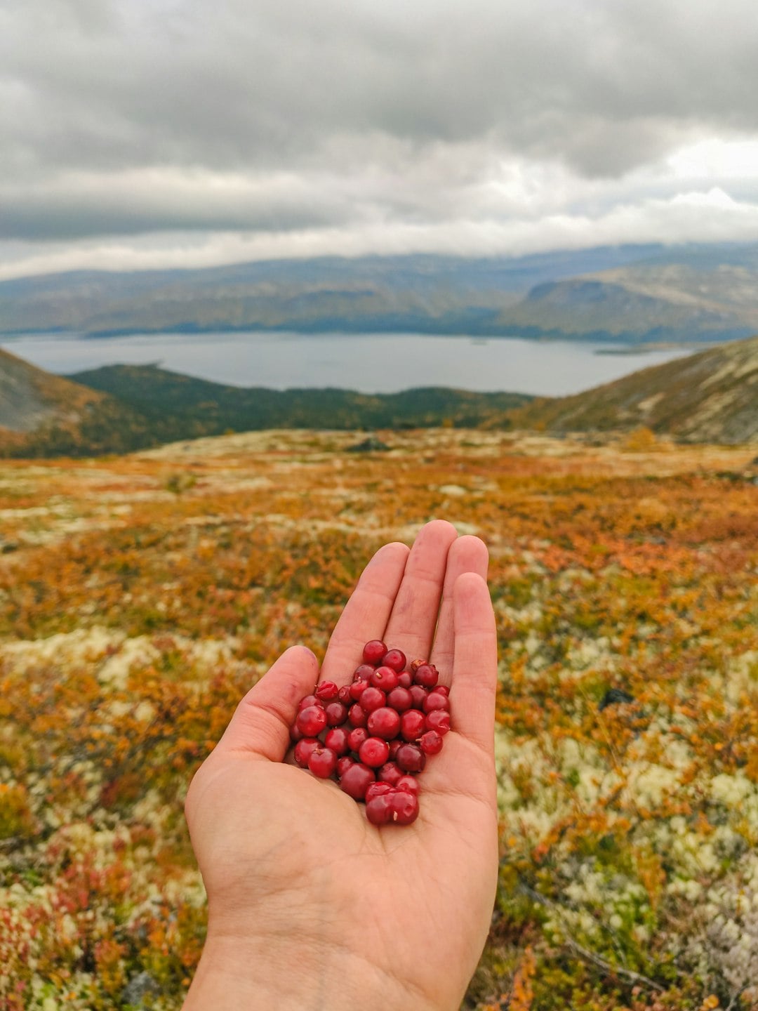 The Wild Berry That Once Brought Every Irish Family to the Mountaintops