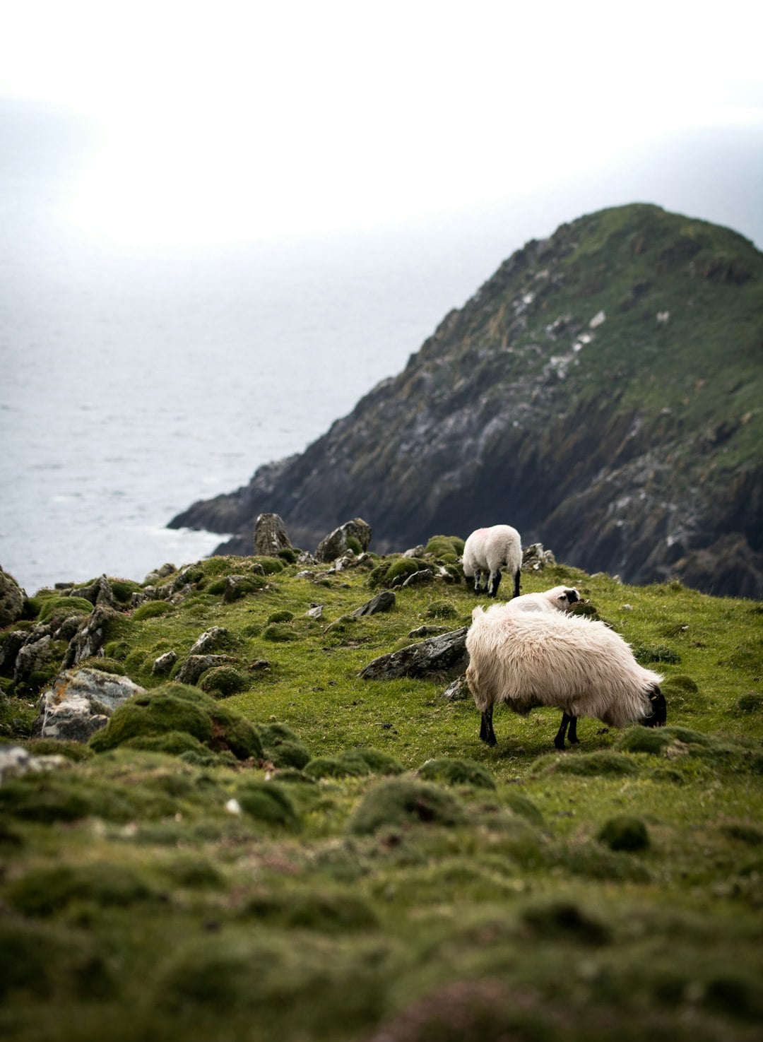 The Wild Mountain Goat That Rules an Irish Town for Three Days Every August