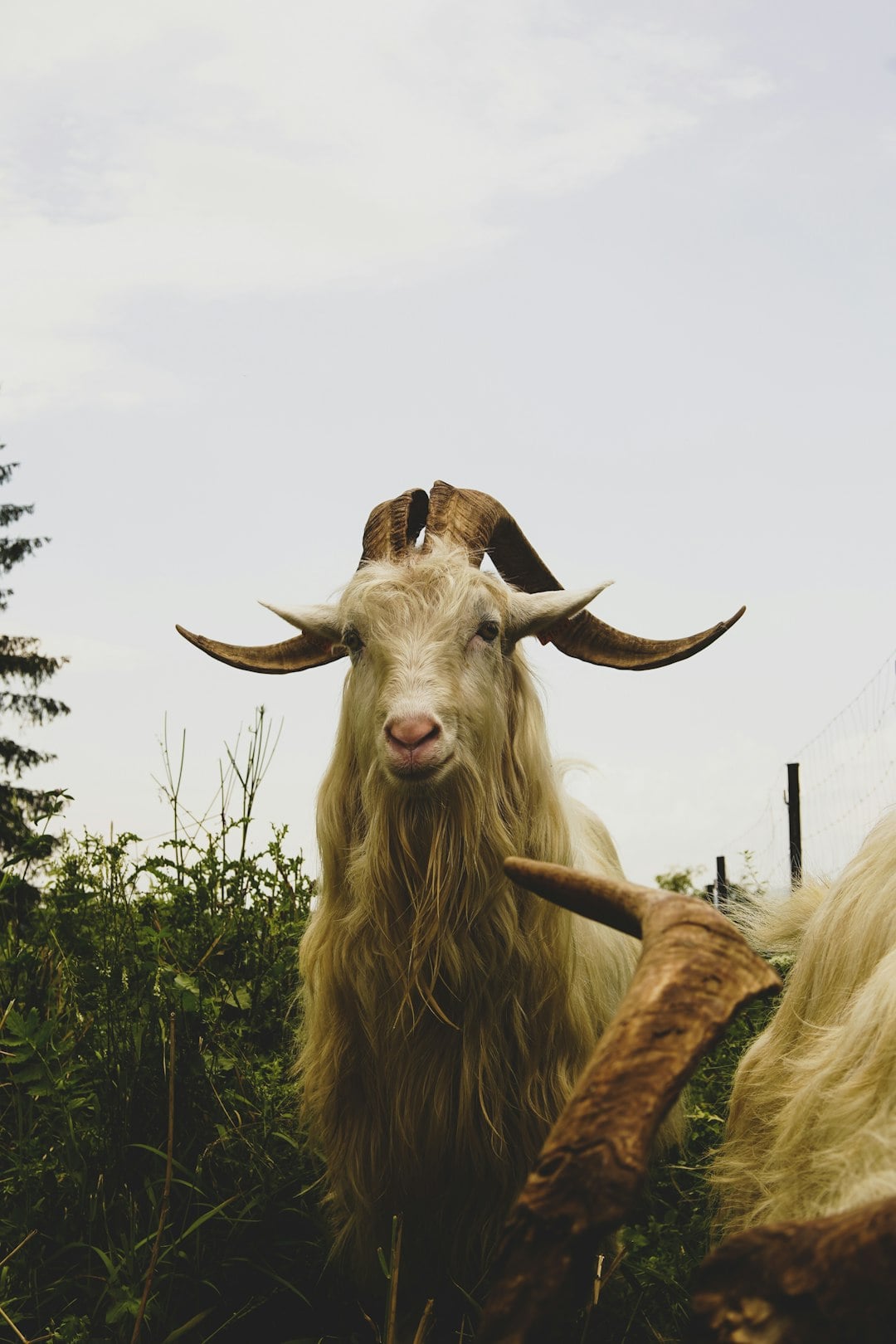 The Wild Mountain Goat That Rules an Irish Town for Three Days Every August
